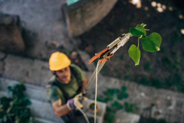 Tree Root Removal in Benson, NC